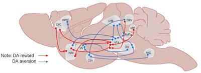 The Aversion Function of the Limbic Dopaminergic Neurons and Their Roles in Functional Neurological Disorders